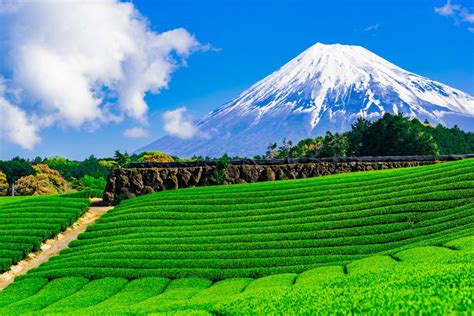 静岡県 有名なもの - 富士山とお茶の意外な関係